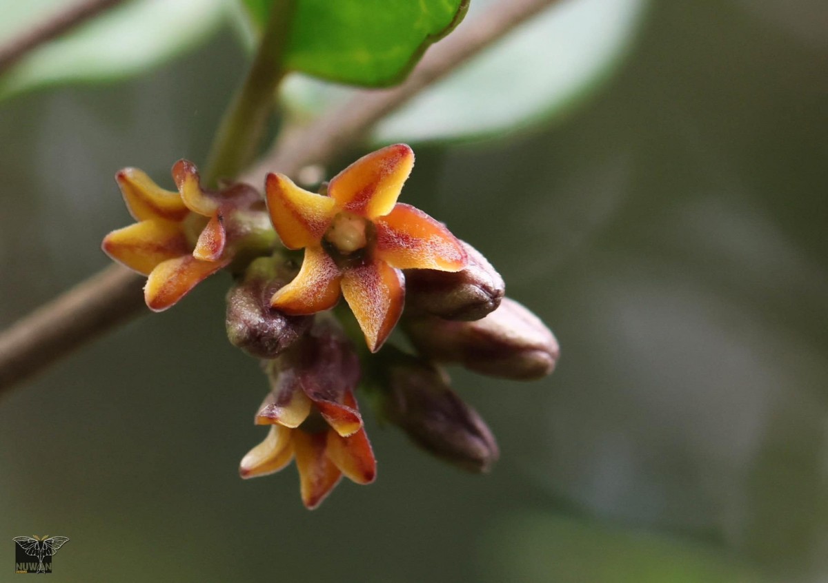 Gymnema cuspidatum (Thunb.) Kuntze